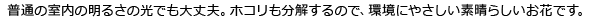 普通の室内の明るさの光でも大丈夫。ホコリも分解するので、環境にやさしい素晴らしいお花です。